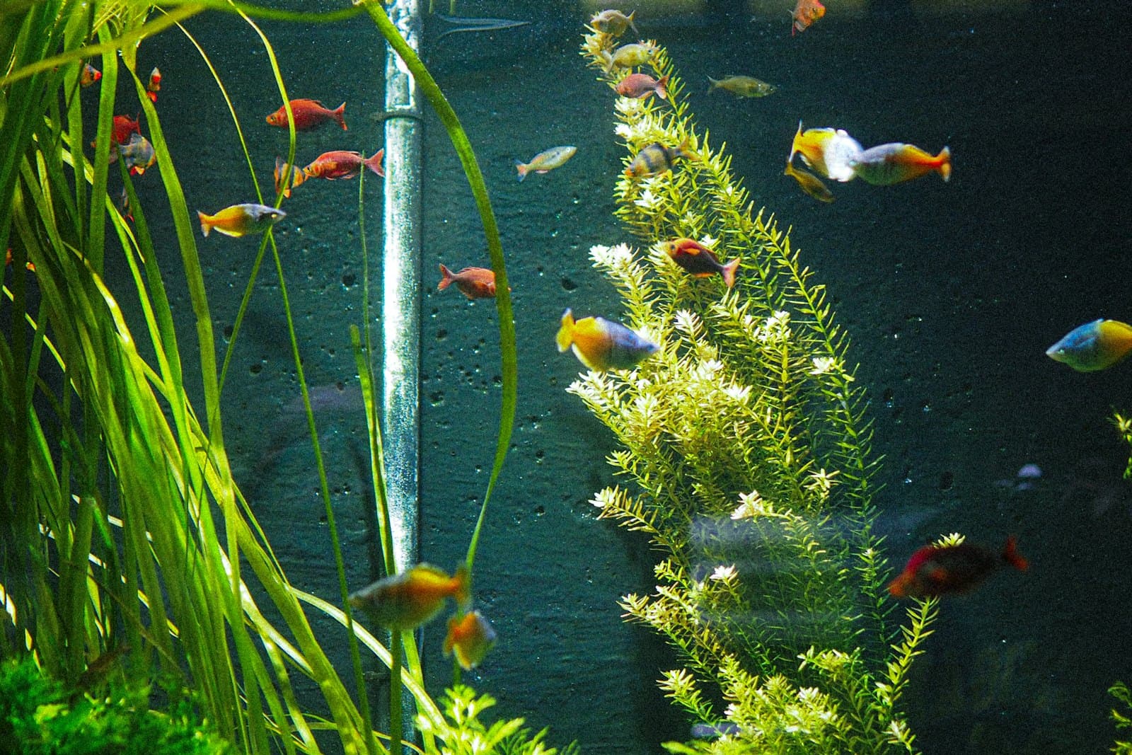 Guppy Feeder Fish — 250 Pack
