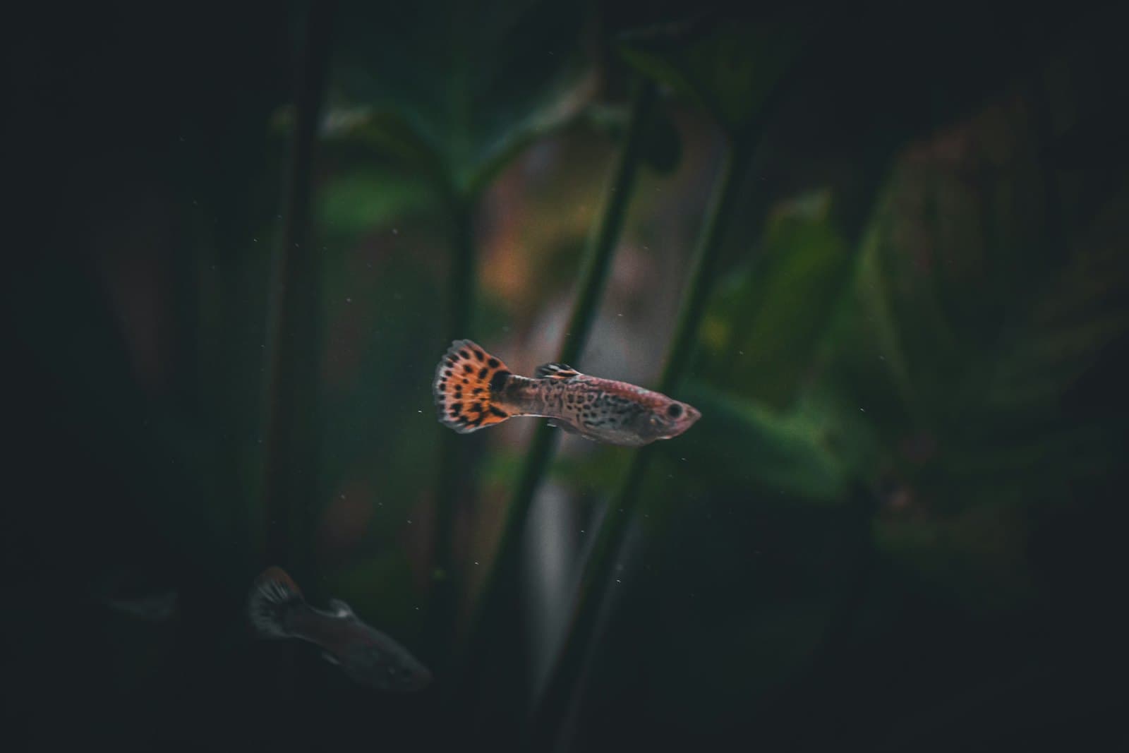 A healthy guppy in one of our planted conditioning tanks