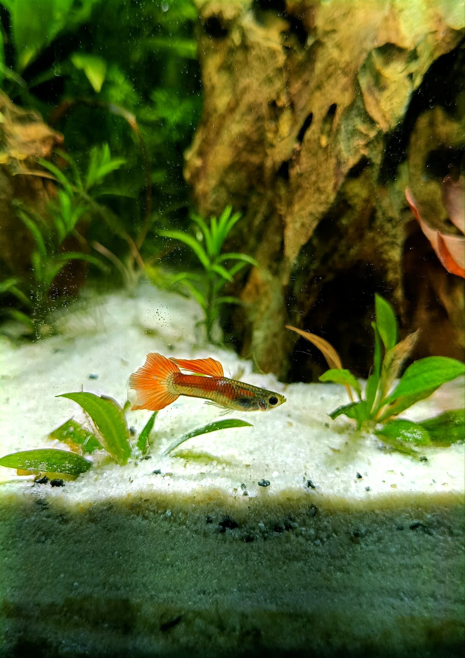 Guppy Feeder Fish — 50 Pack