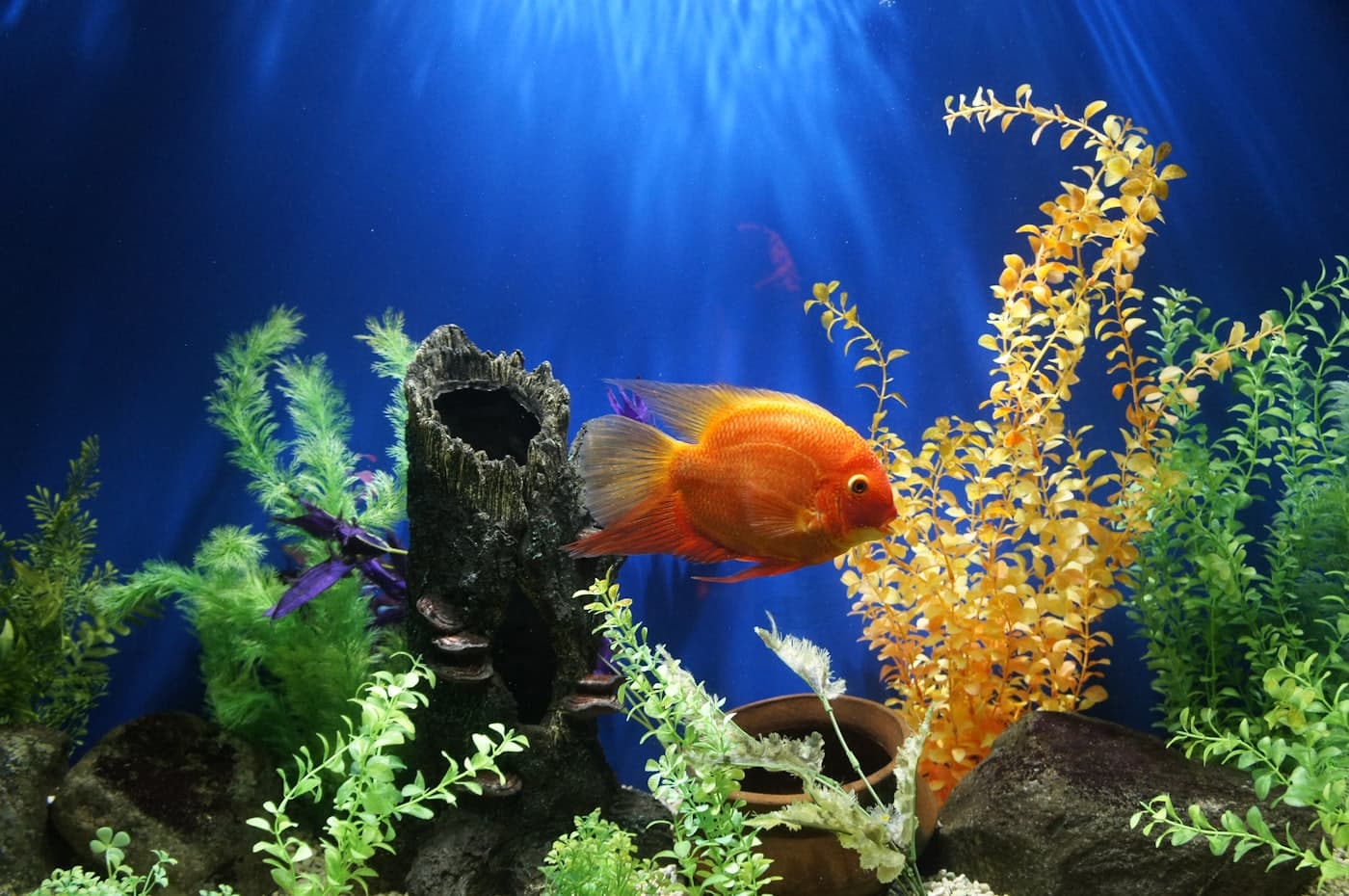 Live aquarium plants