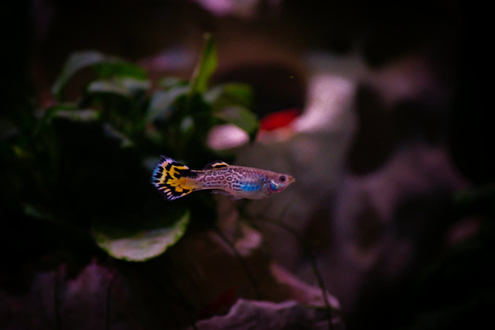 Breeding Your Own Feeder Guppies at Home