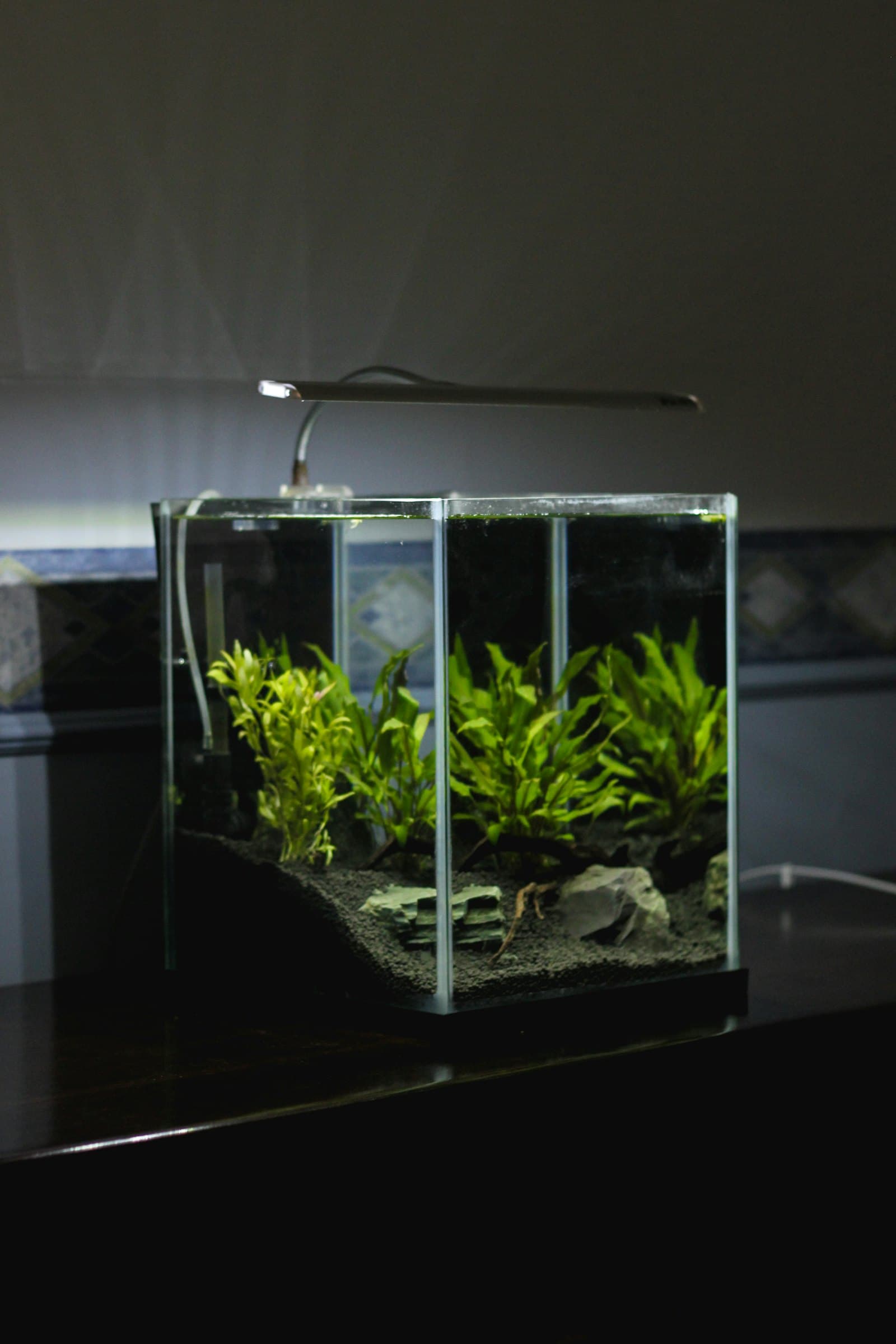 Feeding Pea Puffers: A Complete Guide
